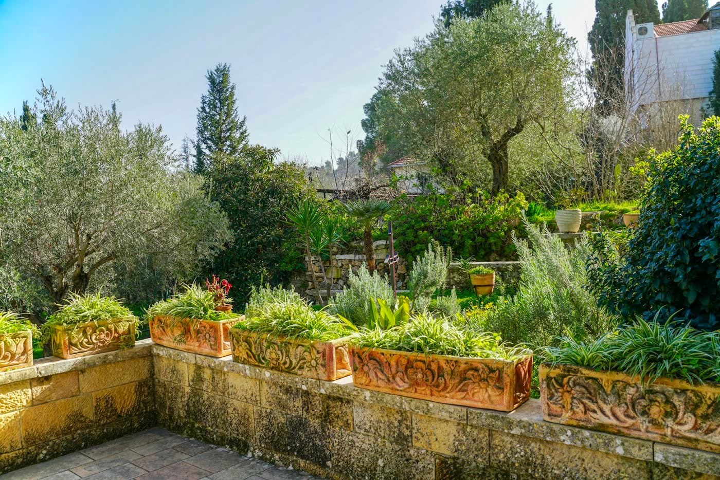 Terrasse plantée d'oliviers